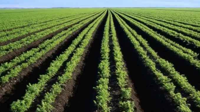 Agriculture-SA-GDP.jpg.webp.webp